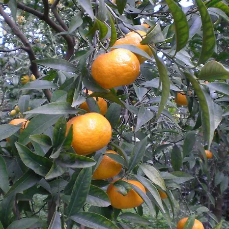 Dei D'armiento 4*