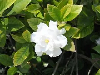 Dei D'armiento